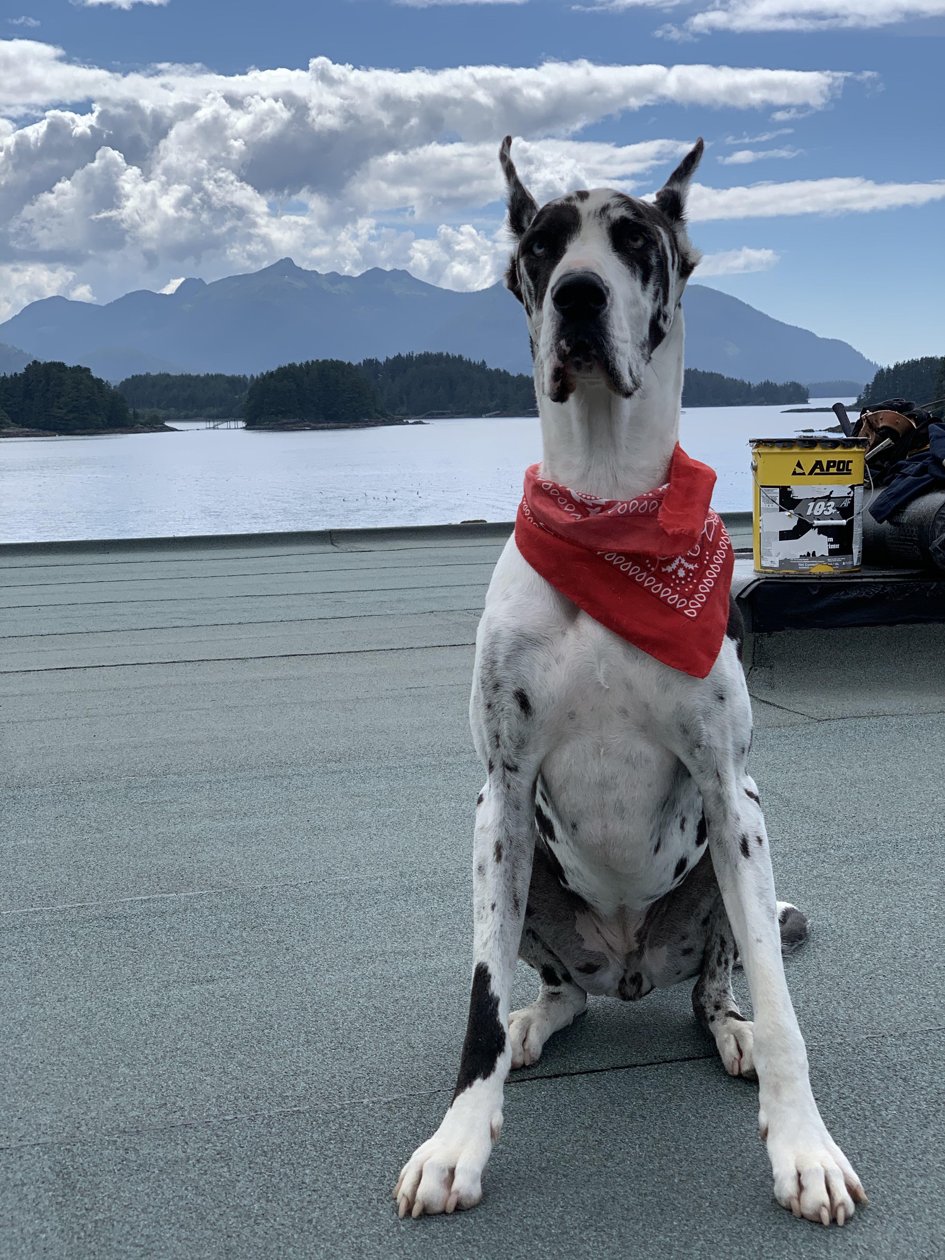 Roofing Pets Photo Contest
