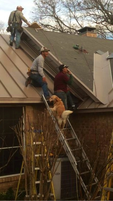 Krooky-the-roofing-dog