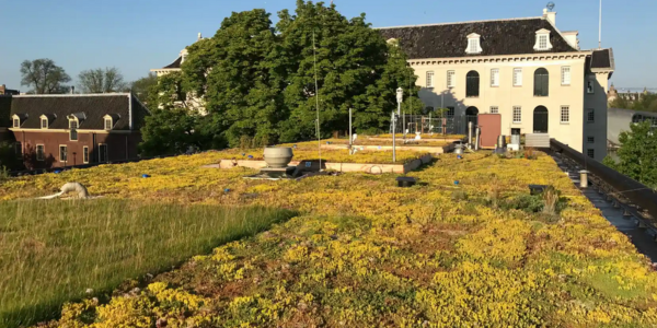 TCS The rise of green-blue roofs